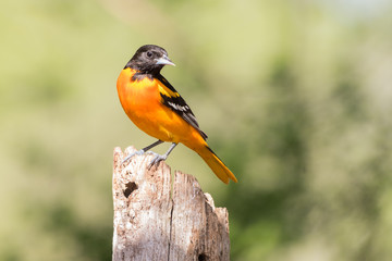 Baltimore Oriole (Icterus galbula)