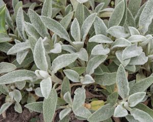Green leaves image which can be used as a background or texture