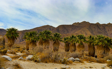 Palm Trees In The Desert