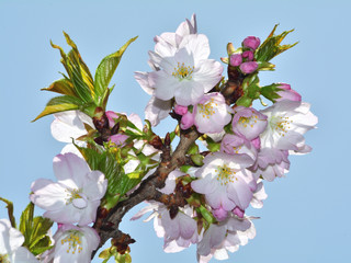 桜、苔清水（コケシミズ）/名前の由来は不明。ソメイヨシノ後に淡い紫色の蕾が開花し美しい。