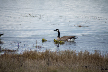 Swimming Canadian Goose Family