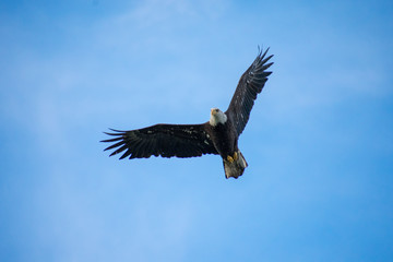 Bald Eagle Soaring