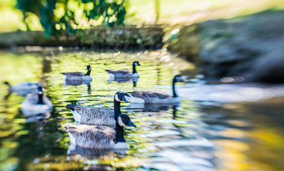 Canada Geese on the Lake