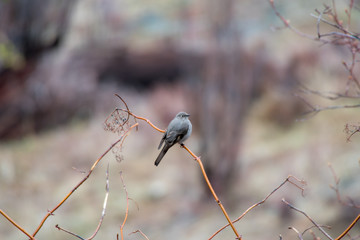 A Blue-Gray Gnatcatcher Perched on a Tree Branch