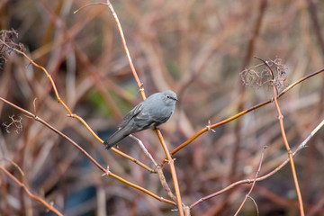 A Blue-Gray Gnatcatcher Perched on a Tree Branch