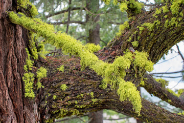 Fototapeta premium Moss Clinging to Trees in the North Cascades