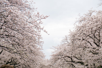 Pink sakura blooming on tree branch