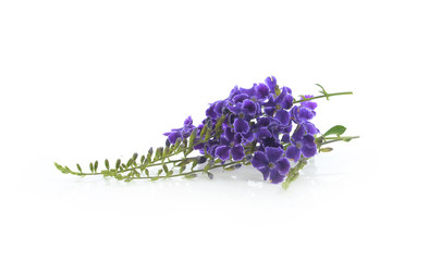 Obraz premium Frame of violet on a white background