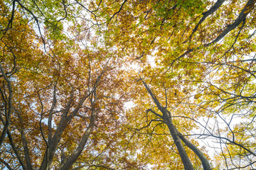 Autumn tree colorful leaf forest