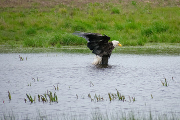 Bald Eagle Bathing in Puddle