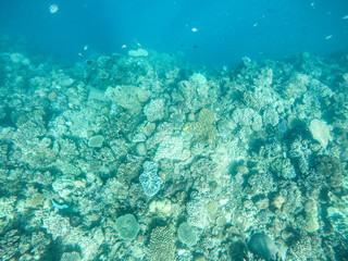 Fototapeta na wymiar Underwater View of Coral Reef and Fish in Fiji