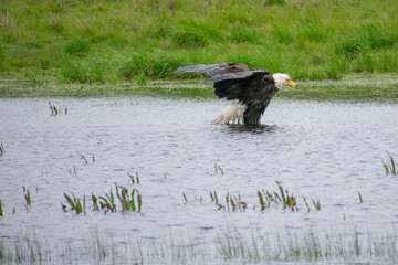 Bald Eagle Bathing in Puddle