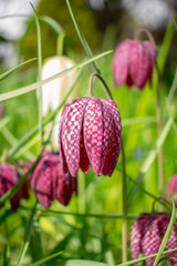 Fritillaria Ussuriensis Plants Blooming in Spring