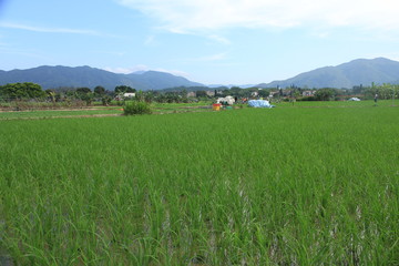 Fototapeta premium Farmland in Hong Kong