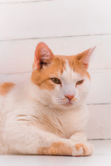 cute domestic white and orange cat portrait