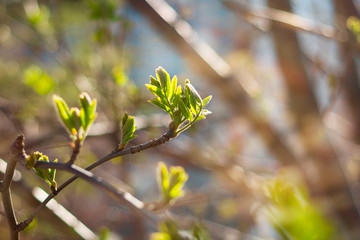 spring branch with fresh green leaves on blurred sunlight background