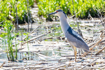 Black Crowned Night Heron