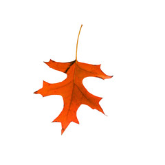 autumn orange leaf isolated on white
