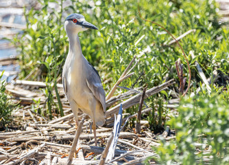 Black Crowned Night Heron