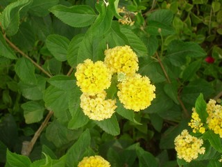 beauty in Nature, close-up, day, flower, flower head, Flowering plant, fragility, Freshness, Green color, Growth, inflorescence, Lantana, leaf, Nature, no people, outdoors, petal, Plant, Plant part, v