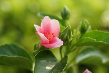 Thai Pink Hibiscs 