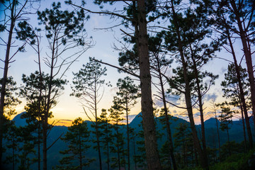 Silhouette mountain sunset with pine tree colorful sky