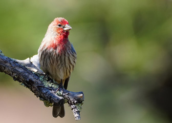 A Little House Finch Perched on a Branch