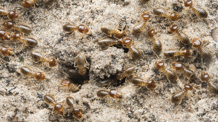termite