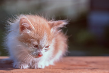 little ginger kitten laying on the bench outdoor