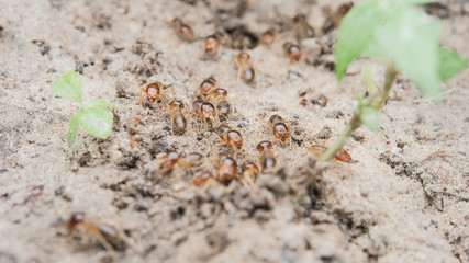 termite