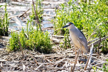 Black Crowned Night Heron