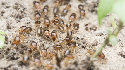 termite