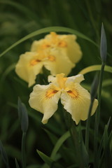 Fototapeta premium 黄色い花菖蒲たち