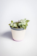 White vase with Crassula ovata, a species of succulent plant, on a white background. The vase has grey and pink stripes