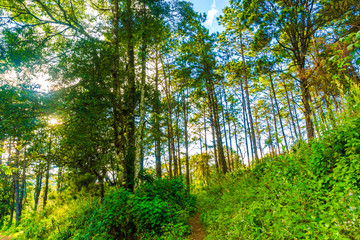 Green scenery mountain sunset in summer