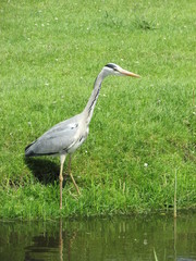 Grey crane on the green grass