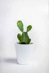 White vase with Opuntia, a species of cactus, on a white background.