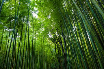 Green bamboo forest travel background at Arashiyama, Kyoto