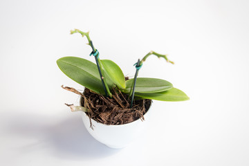 tea cup with succulent plant on a white background. No flower present, just the leaves