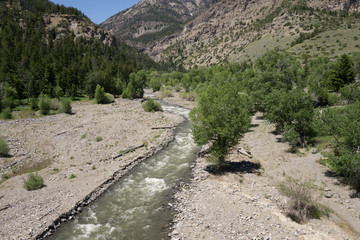 Fototapeta na wymiar Trees Alongside a Creek in Rocky Mountains