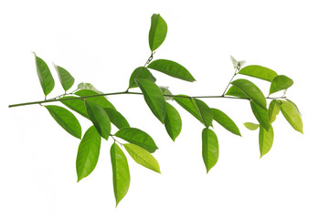 green leaf isolated on white background