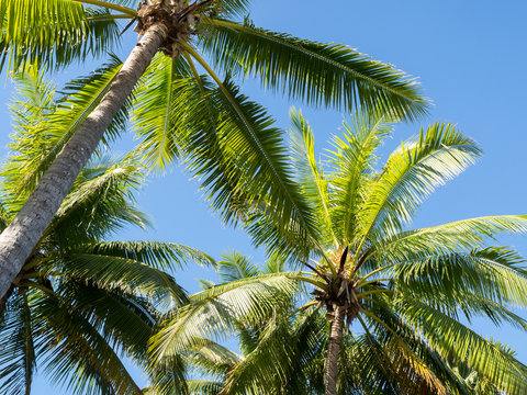 Beautiful Sunny Palm Trees Against Deep Blue Sky in Sunet Light