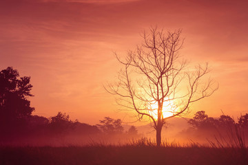 Fototapeta na wymiar silhouette tree at sunrise conntryside summer background