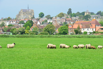 Obraz na płótnie Canvas Sheep grazing in an English Meadow in summertime