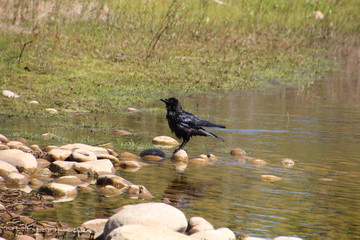 Wet Crow, Gold Bar Park, Edmonton, Alberta