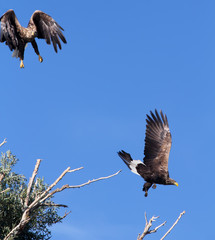 White-tailed eagle against the blue sky. Wild nature of Russia. Astrakhan Region. Russia