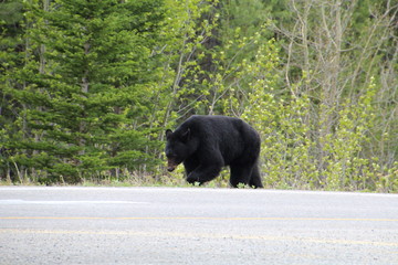 Bear Along The David Thompson Highway, Banff National Park, Alberta