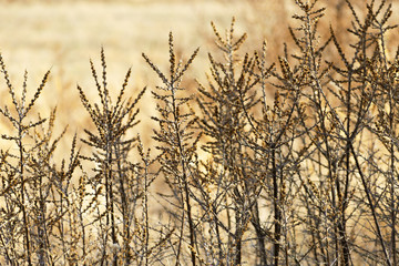 Fototapeta premium Natural environment background. Many tree branches. Blackberry bushes in late autumn.