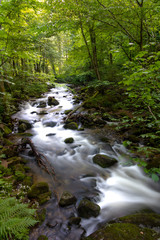 Mountain river - stream flowing through thick green forest, Bistriski Vintgar, Slovenia