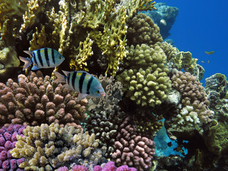Fototapeta na wymiar Coral reef with soft and hard corals with exotic fishes anthias on the bottom of tropical sea